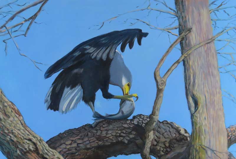 'African Fish Eagle' oils