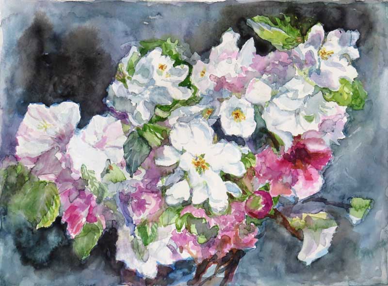 'Apple blossoms' watercolour 40 x 30cm