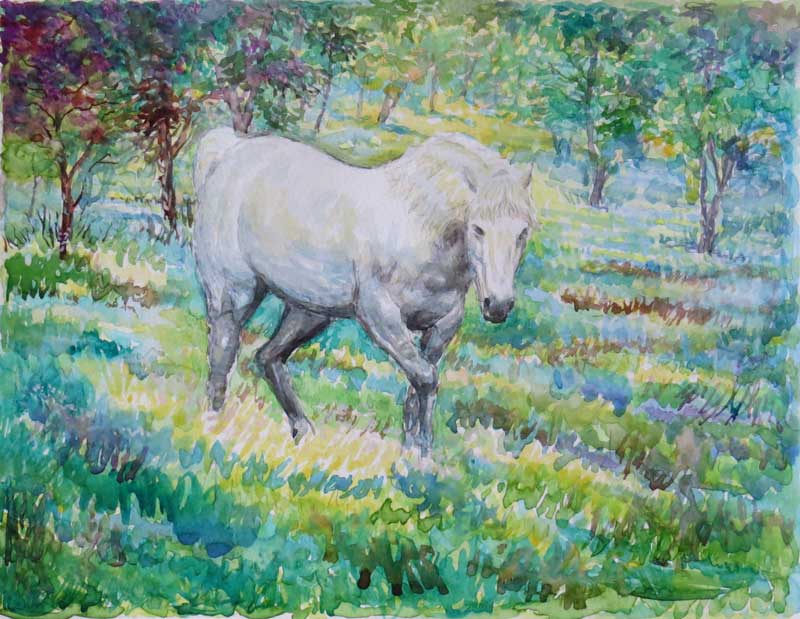 Capal Bán ( white Horse) watercolour 40 x 30cm